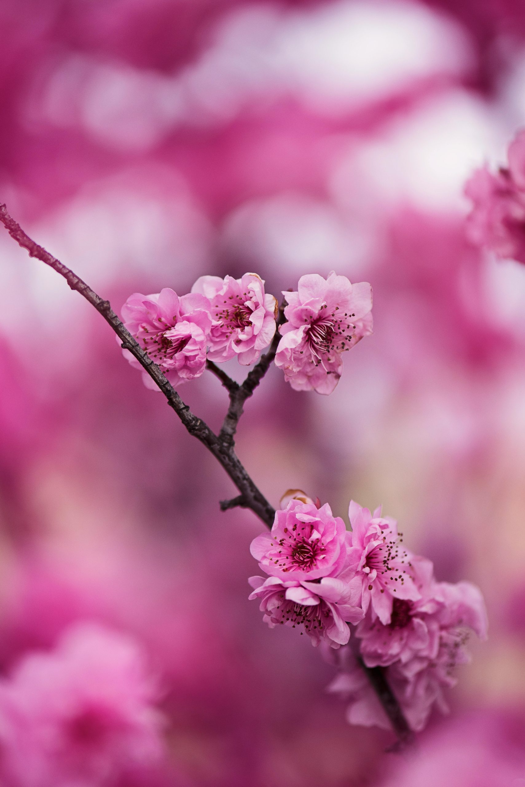 Aller vers l'autre comme une fleur va vers le cœur.