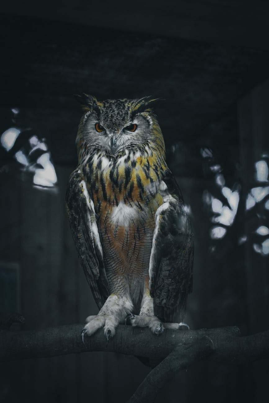 eagle owl resting on tree twig in night forest